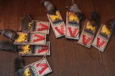 mouse trapping