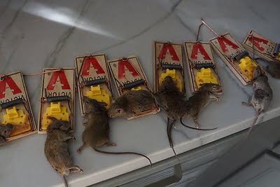 rodent trapping